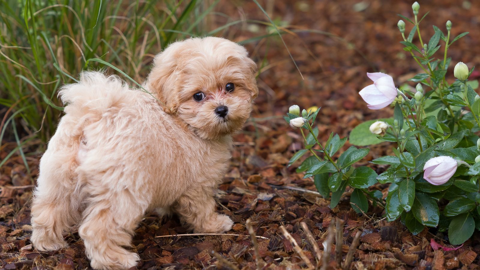 Maltipoo inteligente