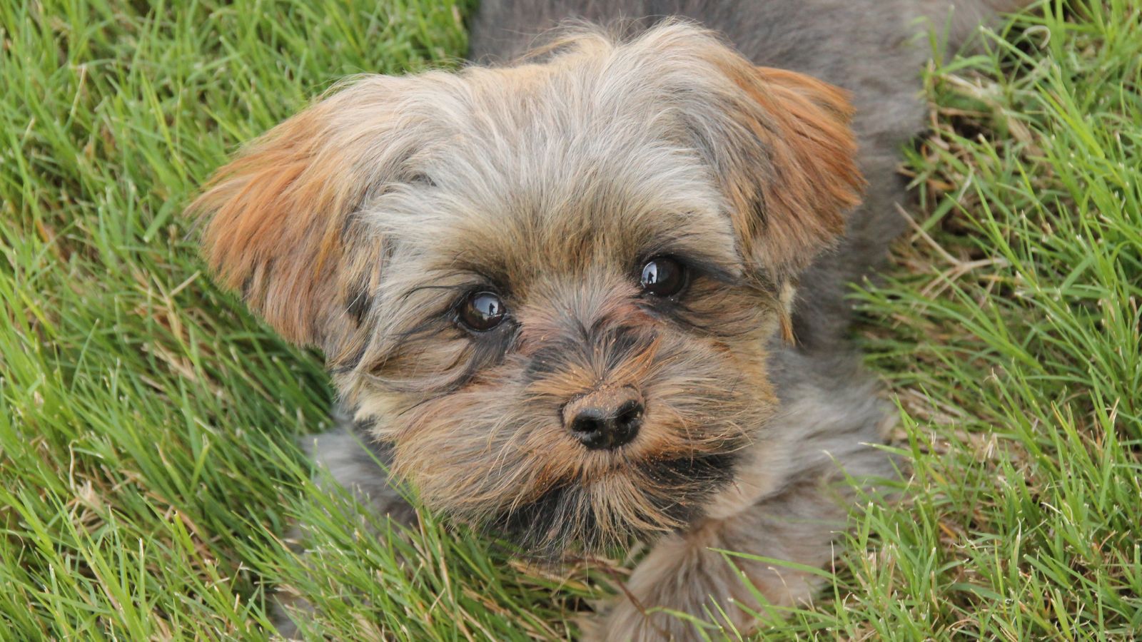 Morkie Morkie