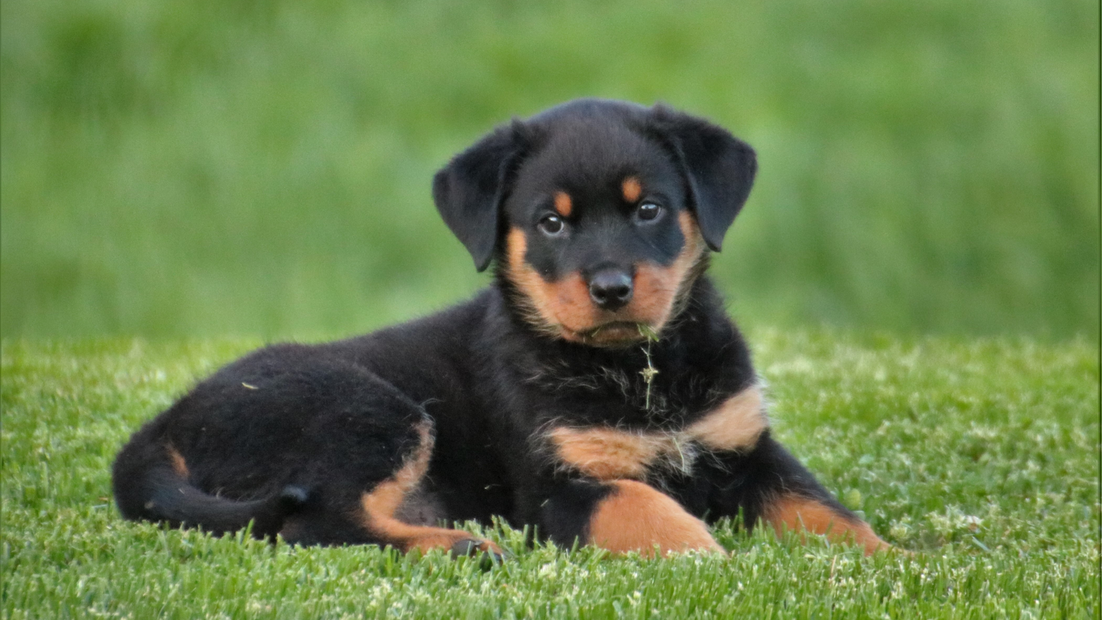 Rottweiler pelo corto