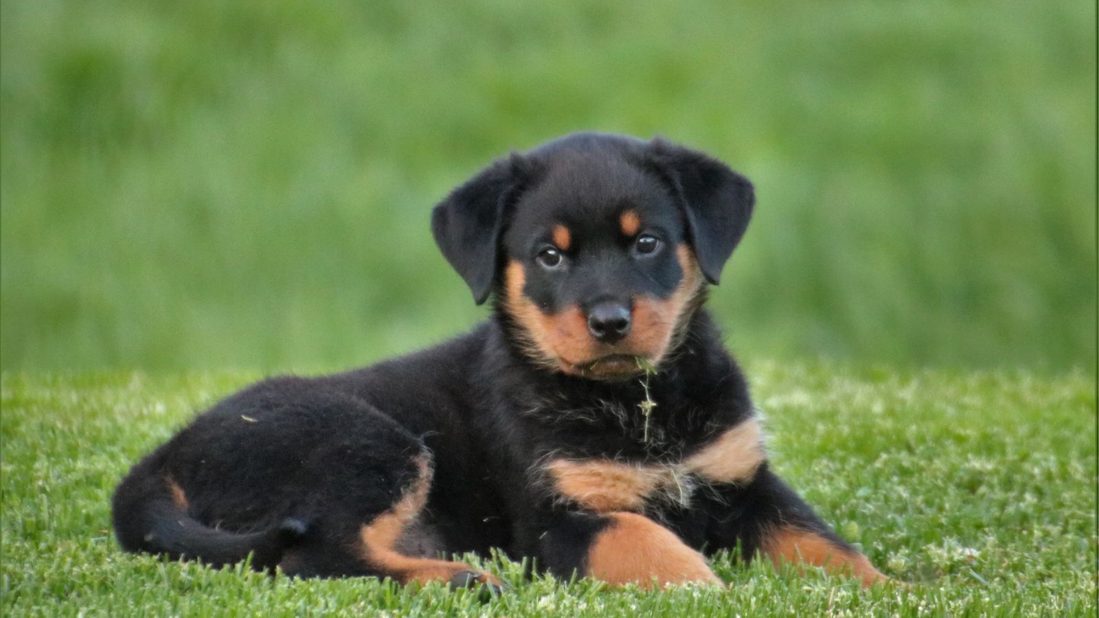 Rottweiler