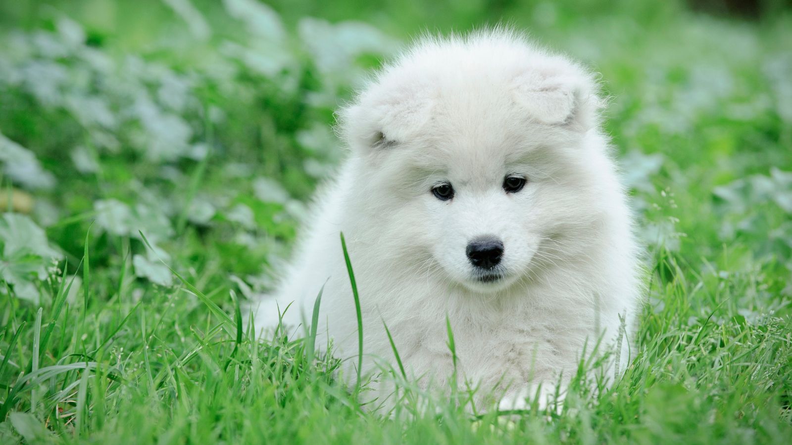 Samoyedo Samoyedo