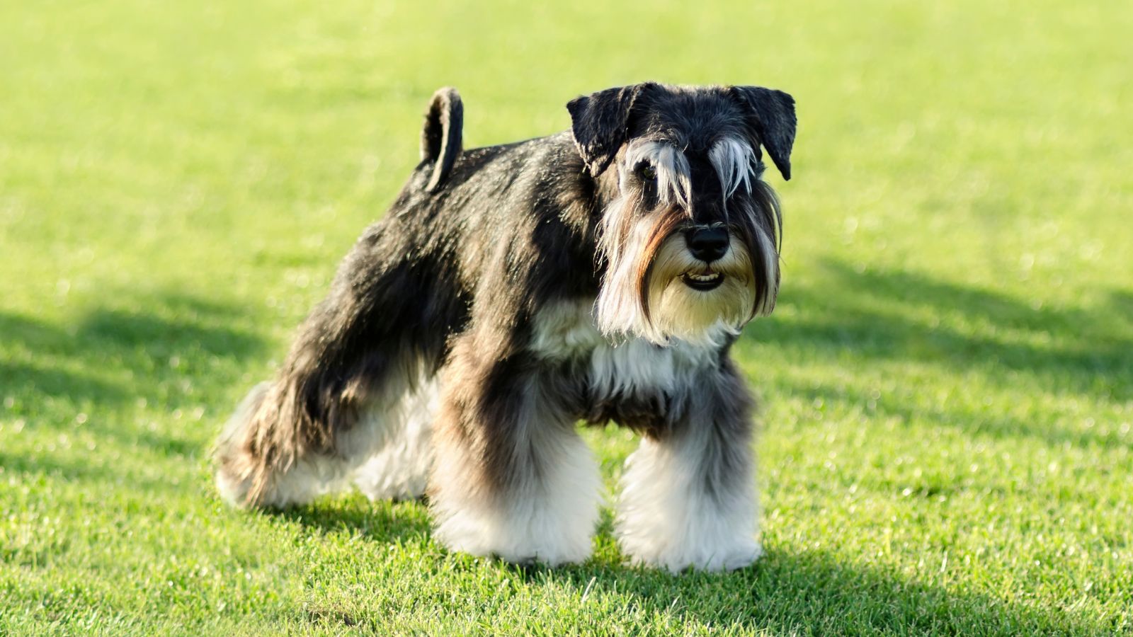 Schnauzer Mini Schnauzer Mini
