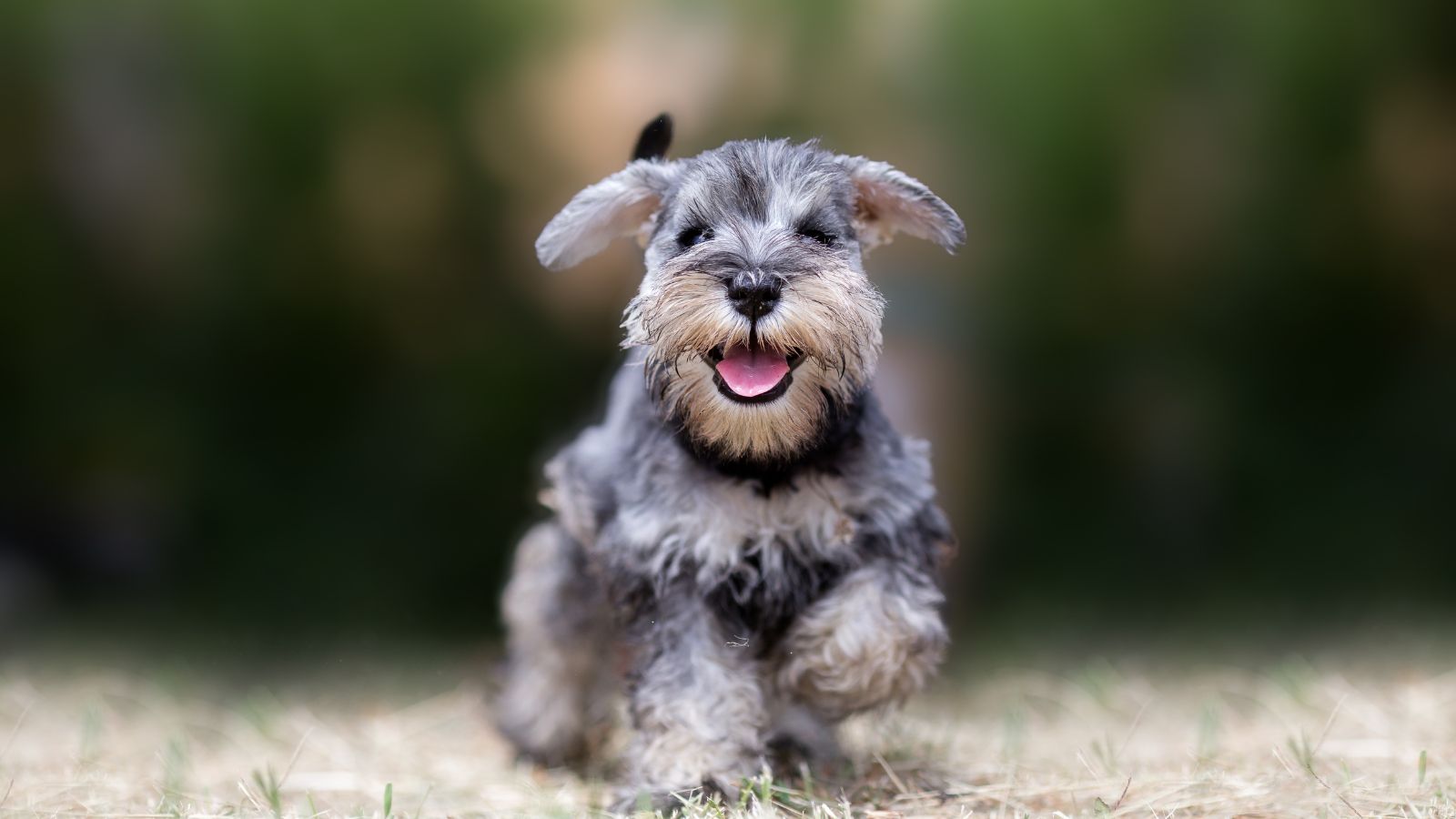 Schnauzer Miniatura inteligente