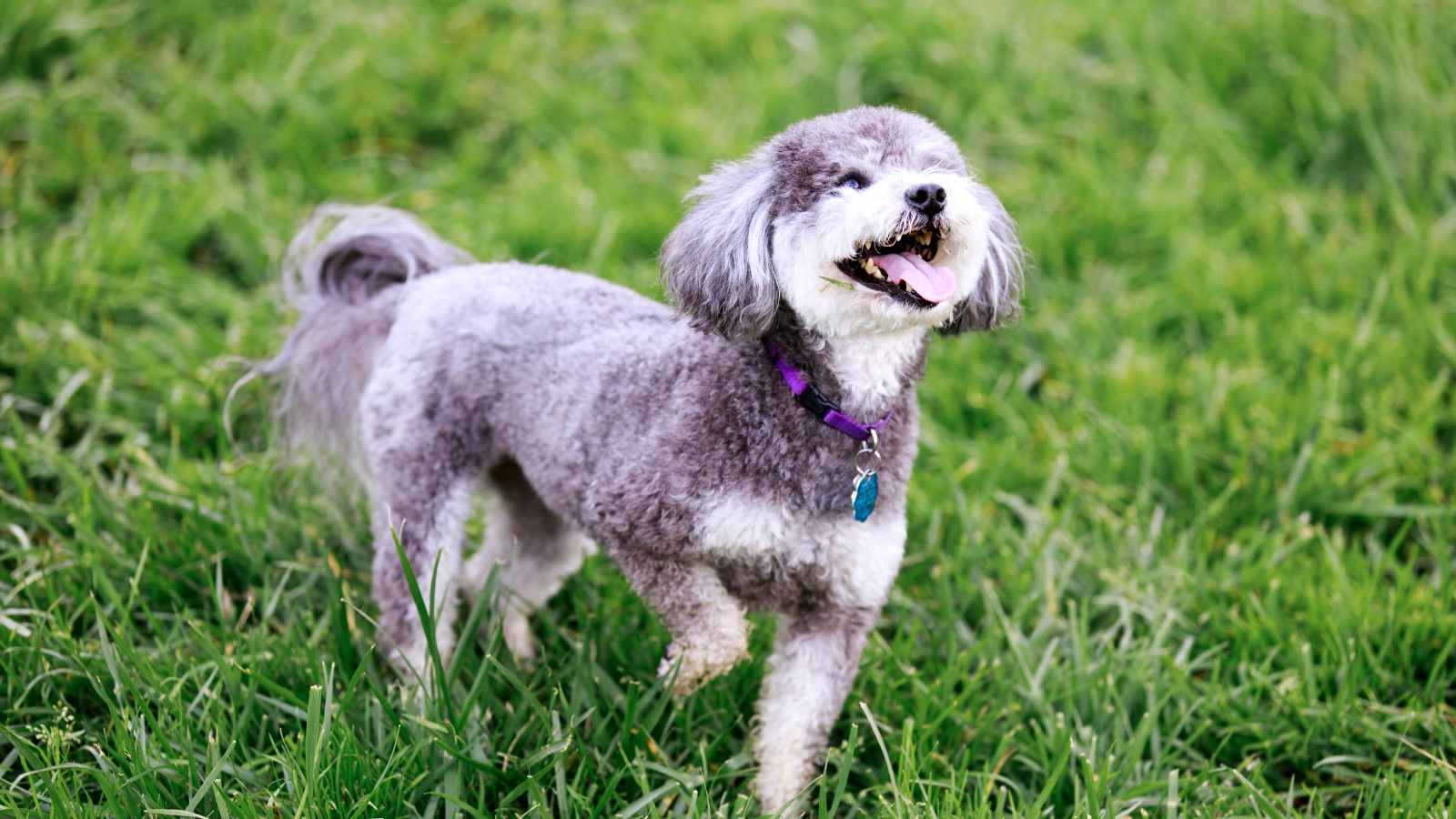 Schnoodle inteligente