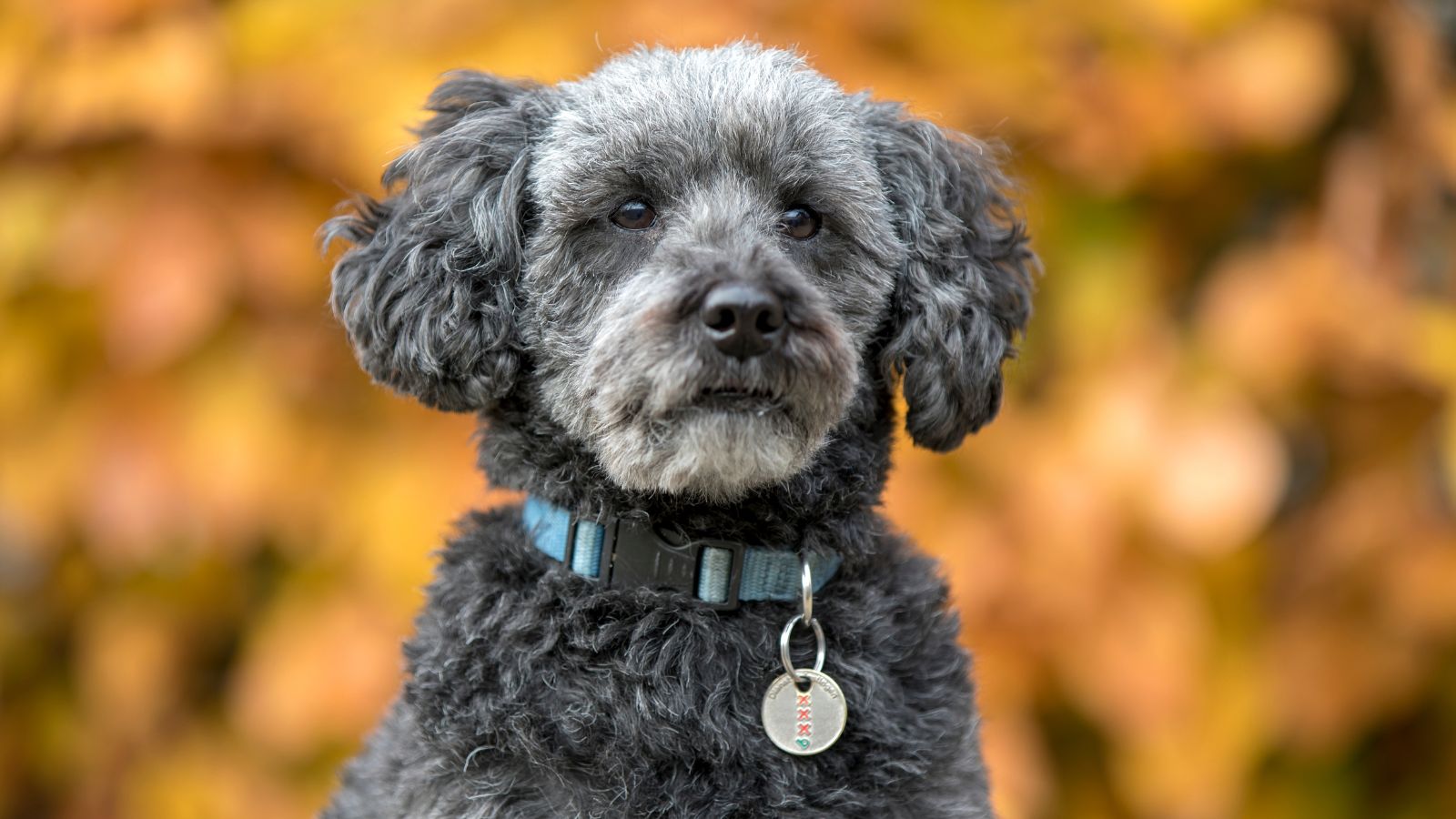 Schnoodle Schnoodle