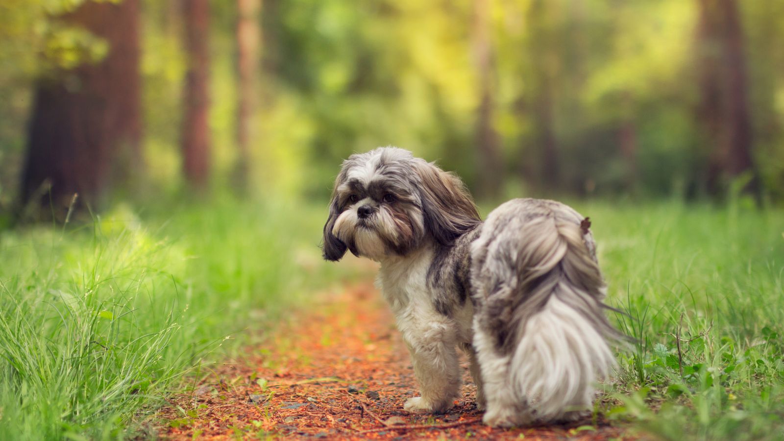Shih Tzu pelo largo Shih Tzu pelo largo