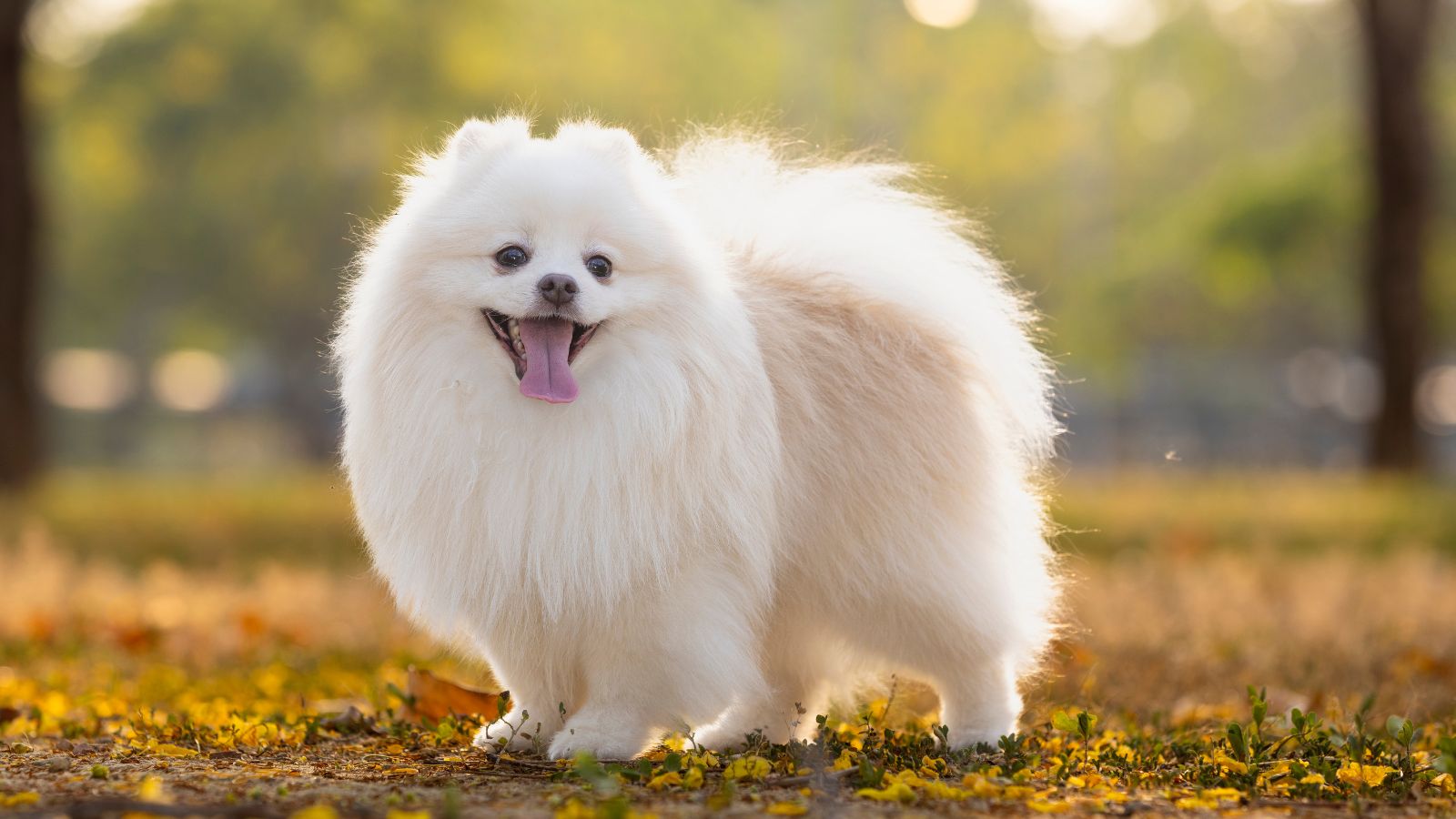 Spitz japonés