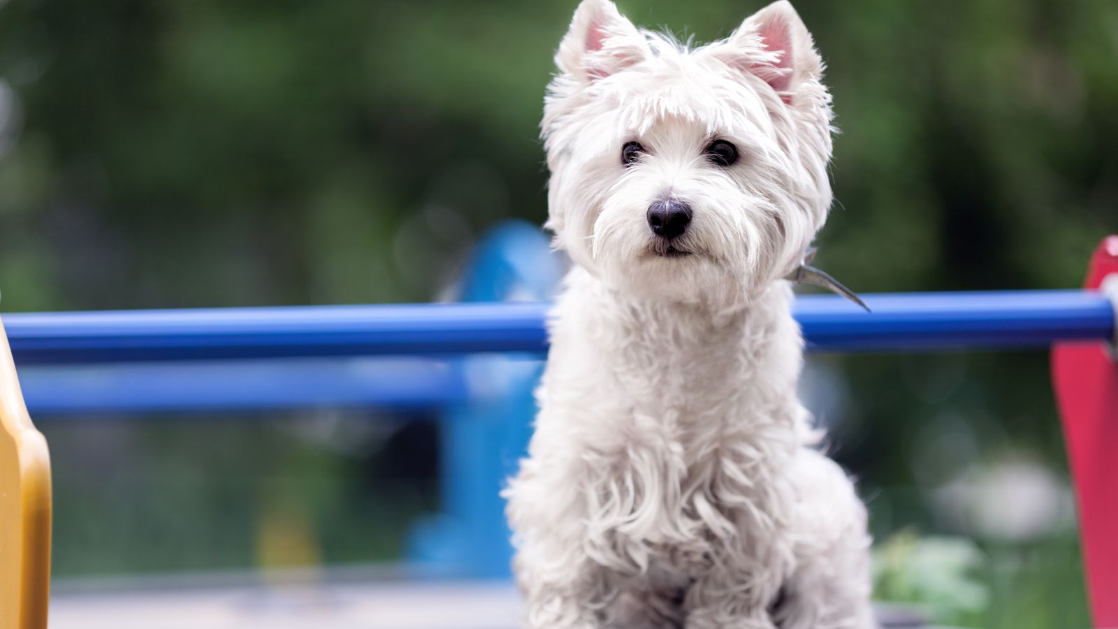 West Highland White Terrier