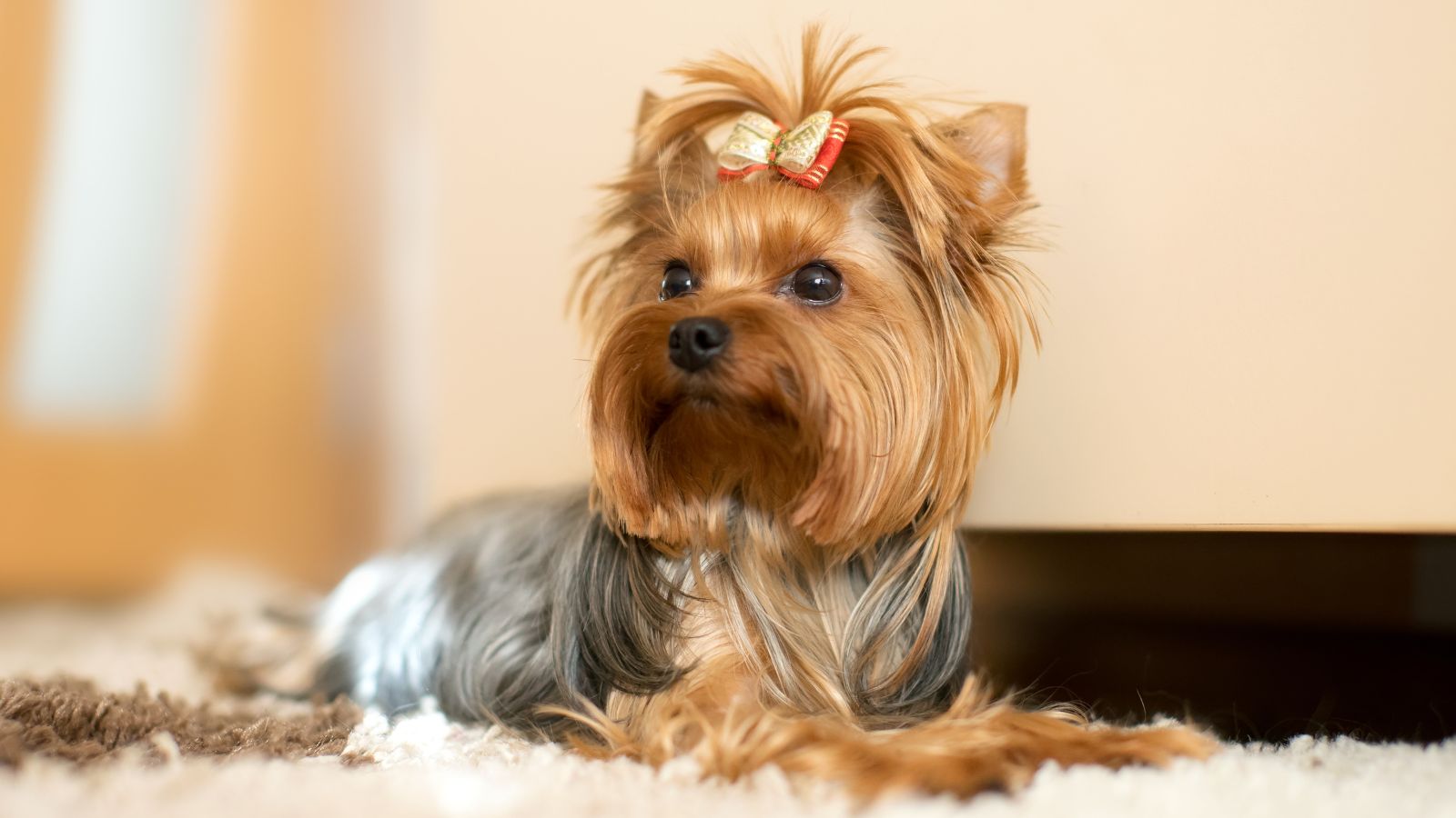 Yorkshire Terrier inteligente