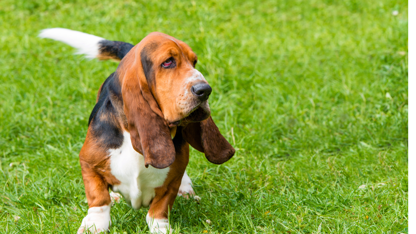 basset hound pelo corto