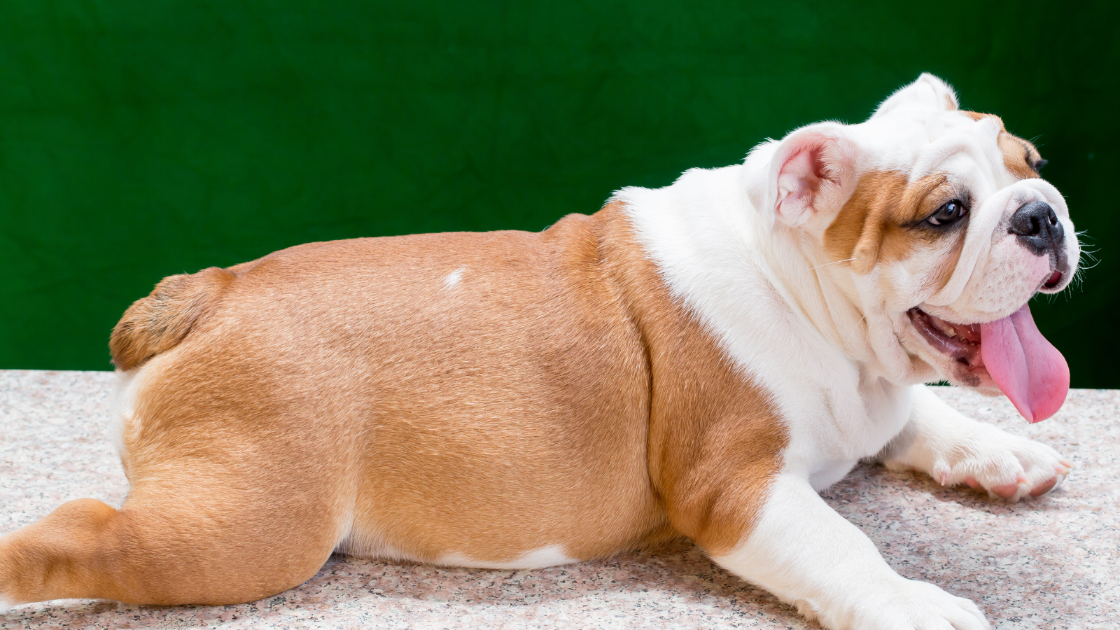 bulldog ingles