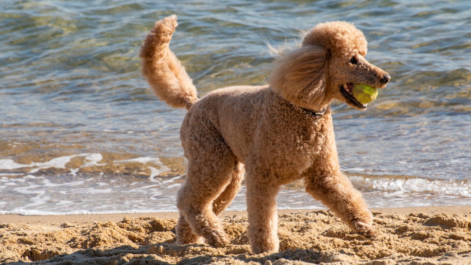 caniche gigante
