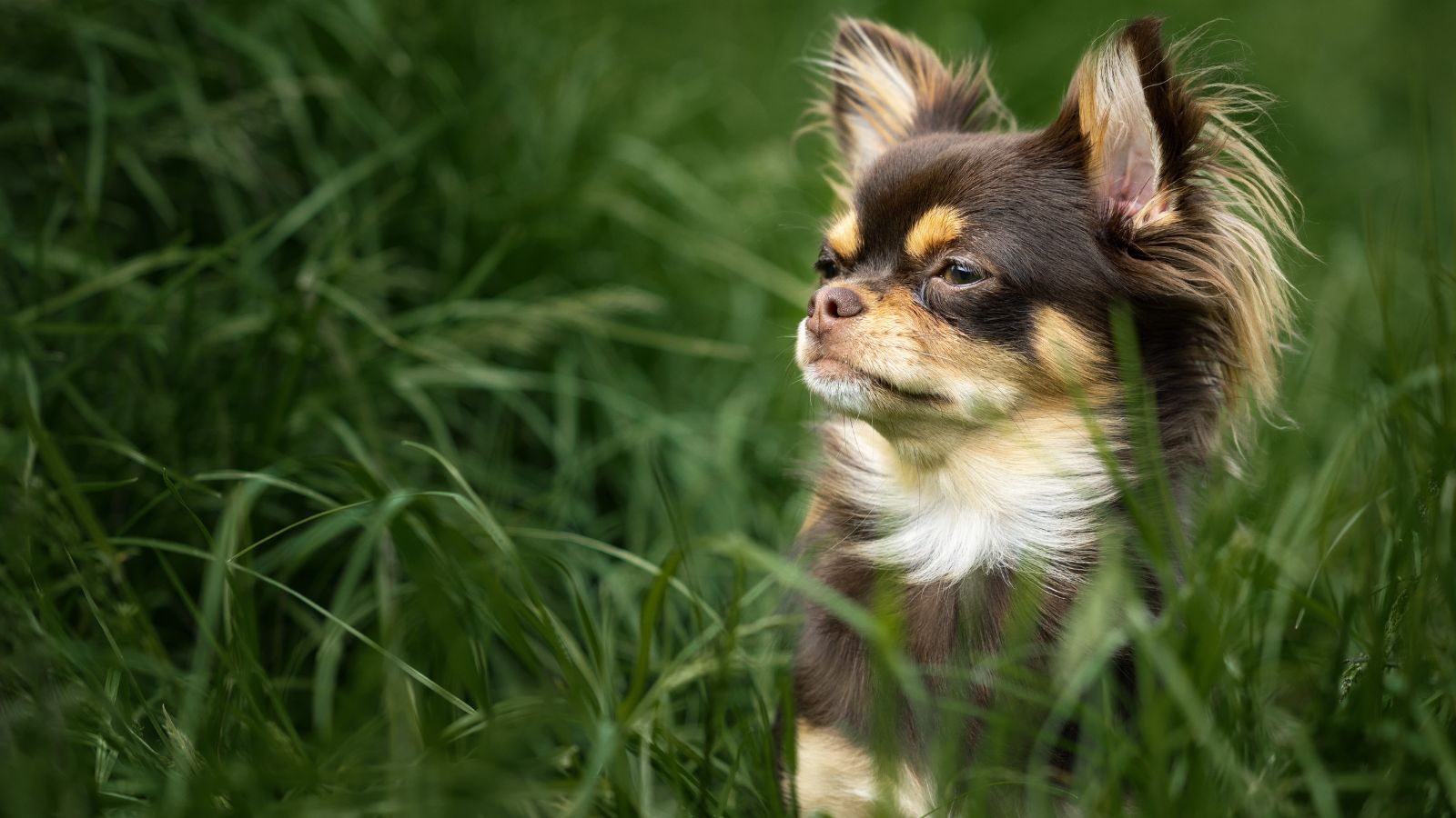 chihuahua pelo largo chihuahua pelo largo