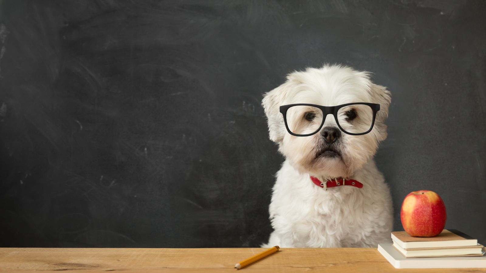 cuál es el perro mas inteligente