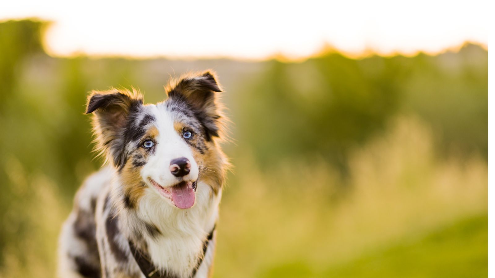 cuál es la raza de perro más inteligente