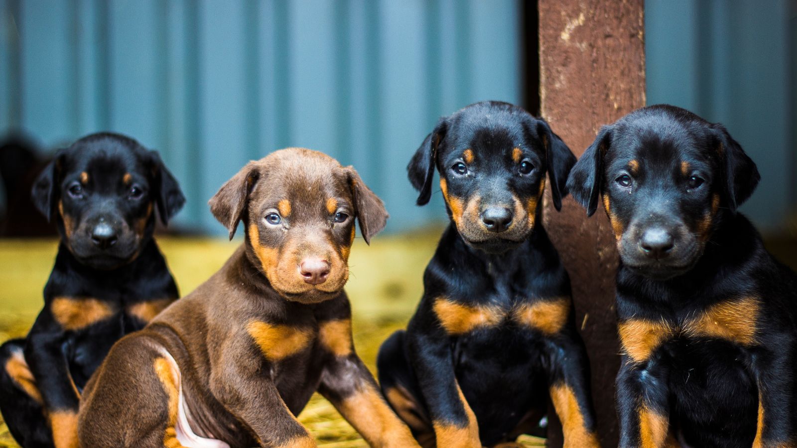 cuáles son los perros más inteligentes