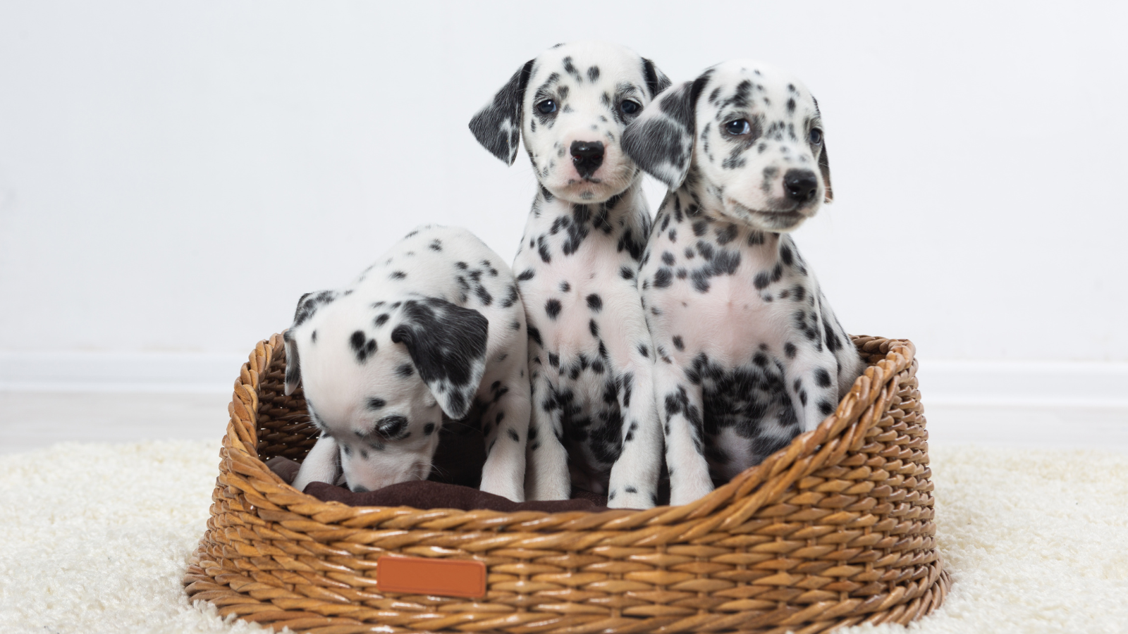 dalmata pelo corto