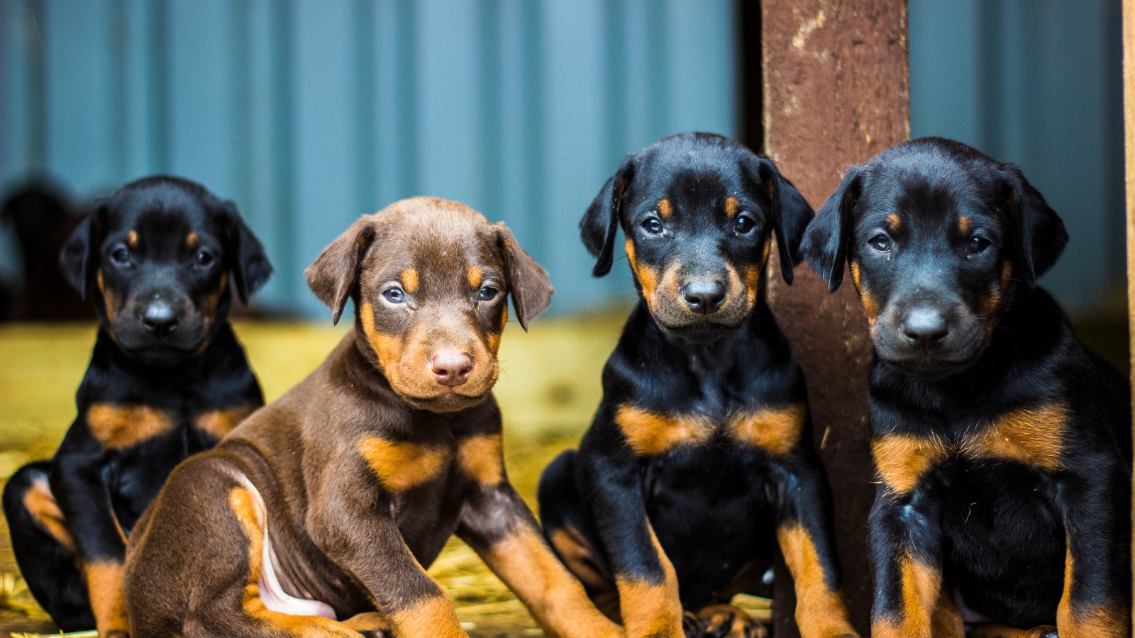 doberman pelo corto
