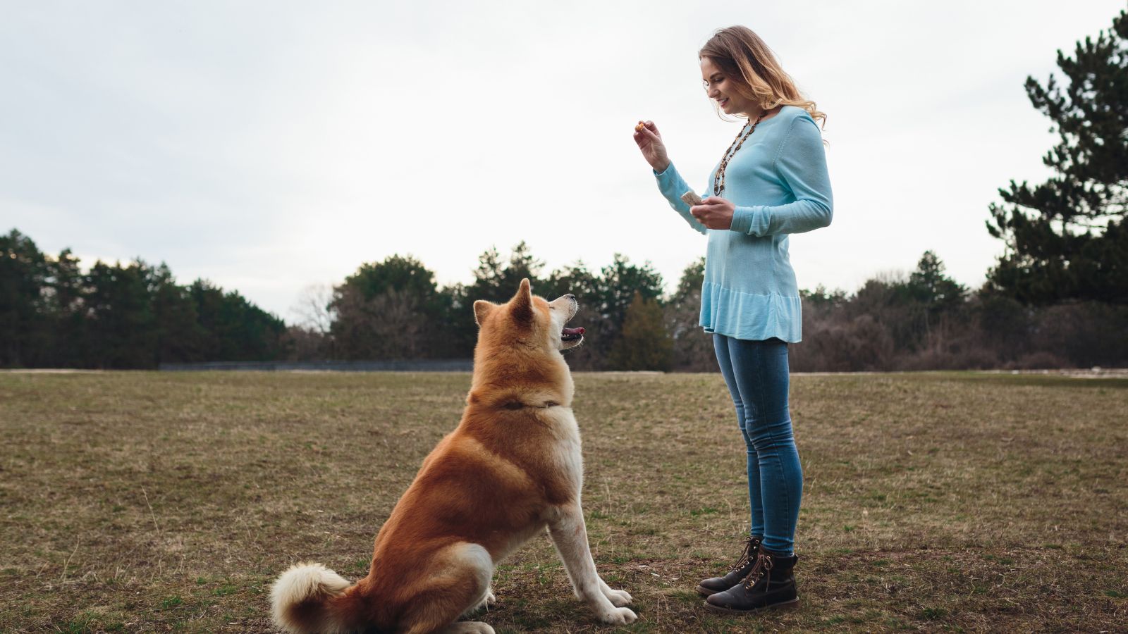 el perro mas inteligente del mundo
