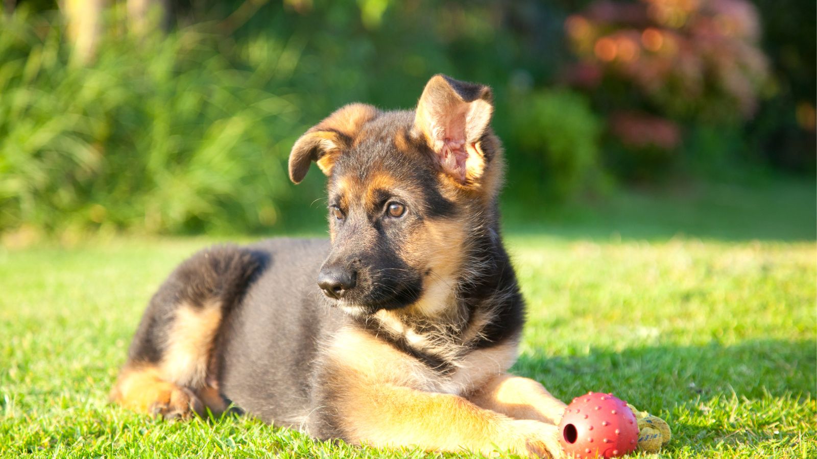 el perro mas listo del mundo