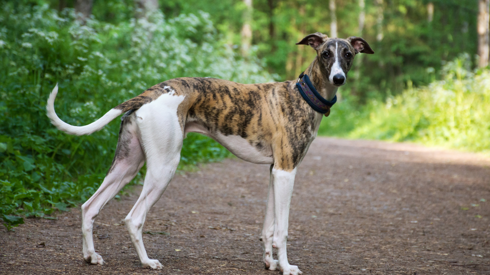 galgo