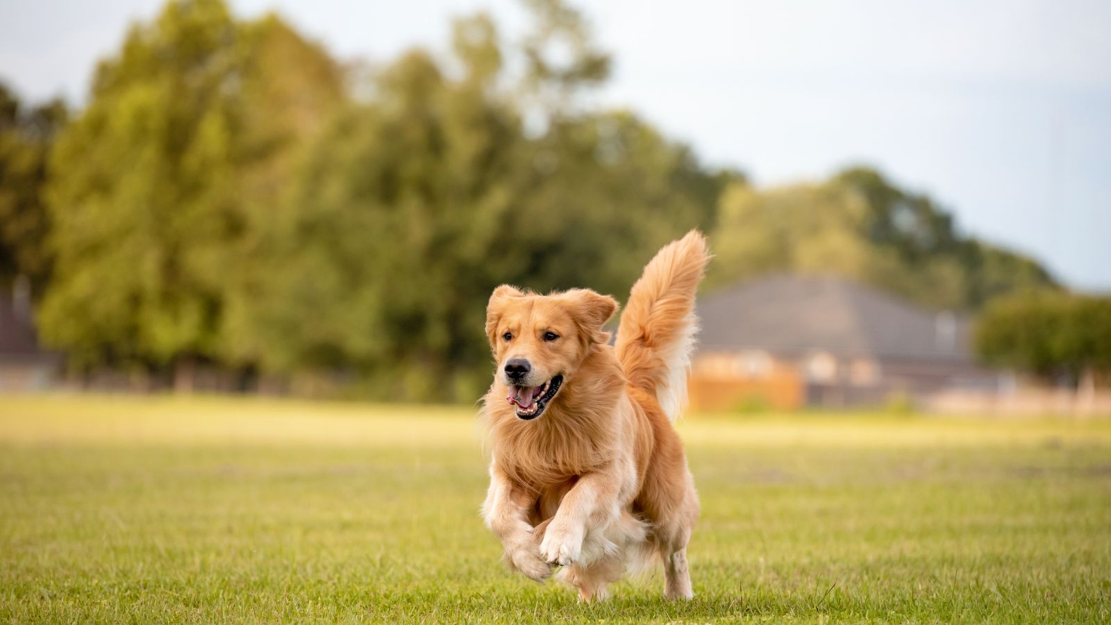 golden retriever
