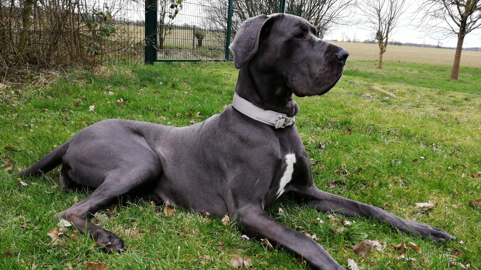 gran danes