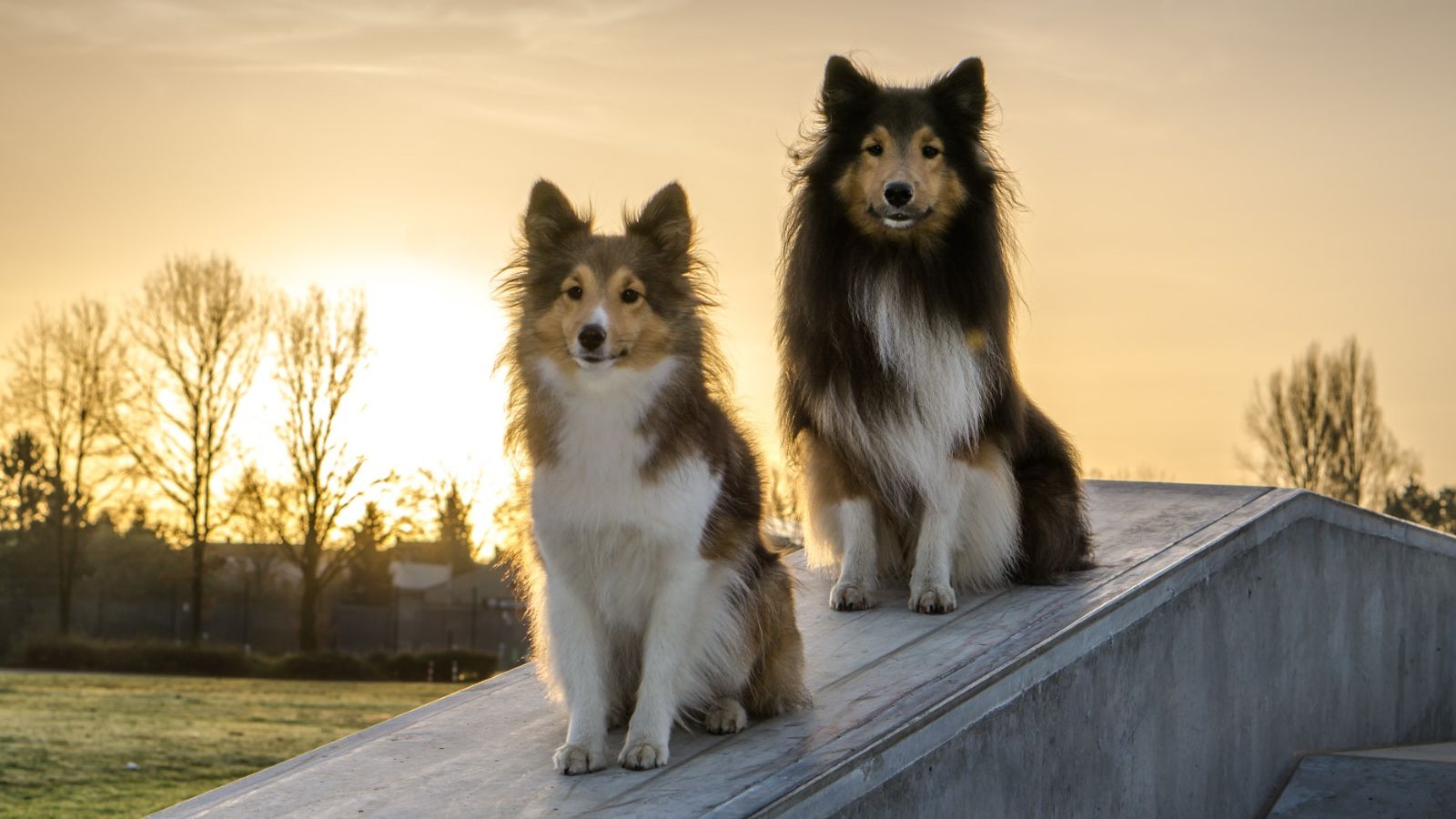 las 30 razas de perros más inteligentes