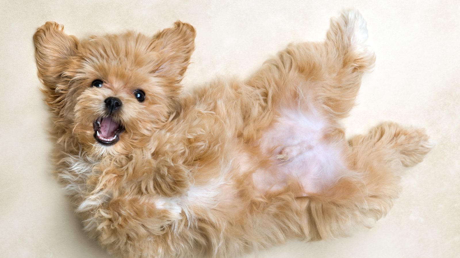 maltipoo maltipoo