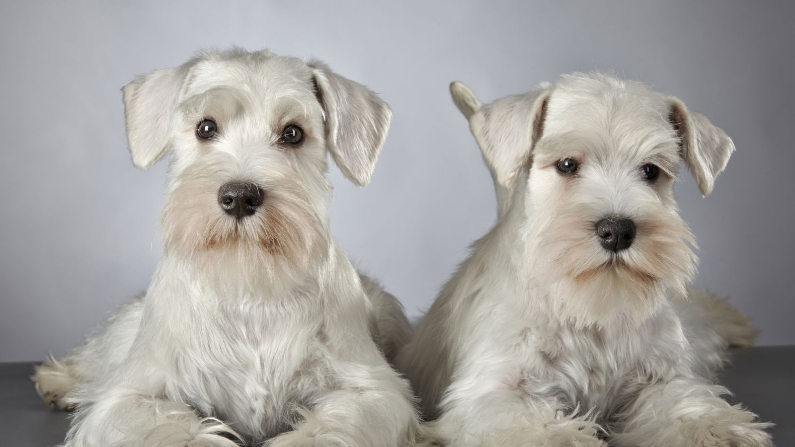 perro blanco pequeño raza