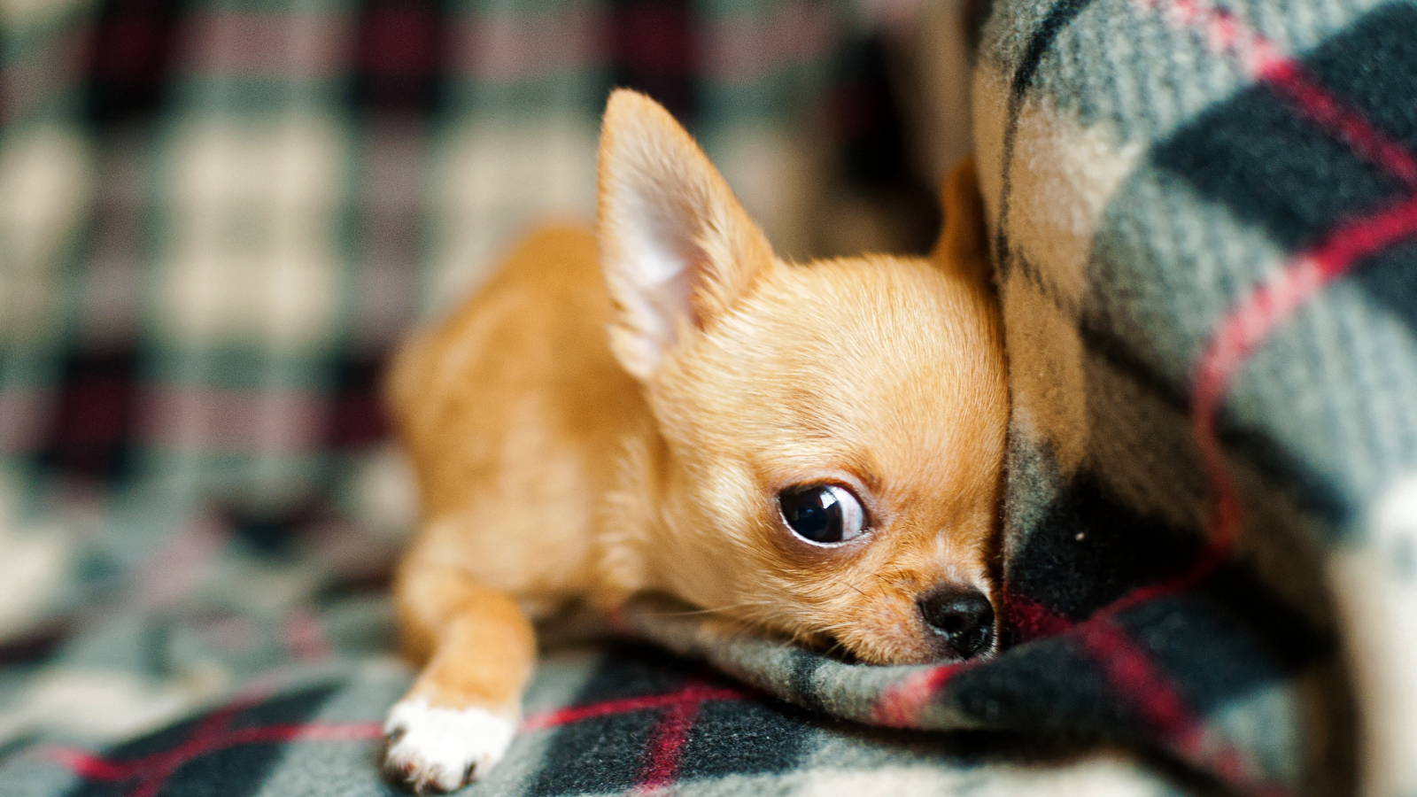 perro mediano pelo corto