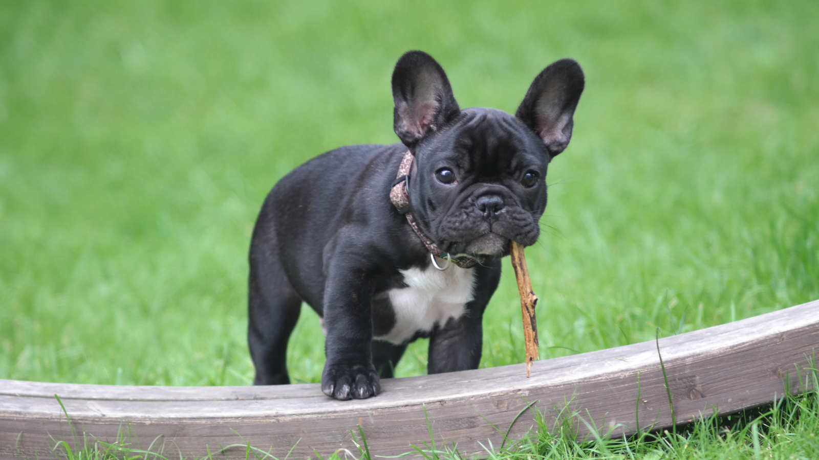 perro para piso pequeño