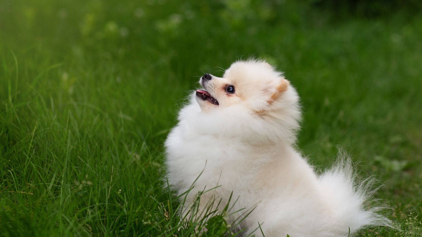 perro raza pequeño blanco