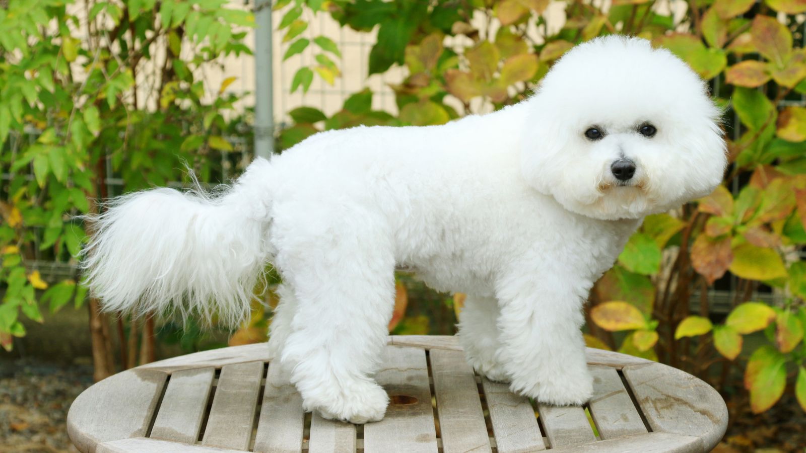 perros blancos pequeños chinos