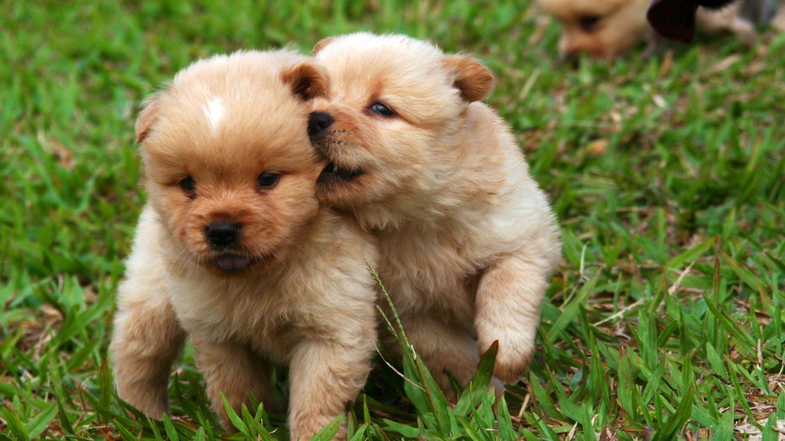 perros hipoalergenicos