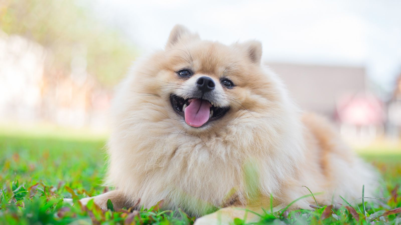 perros pelo largo medianos perros pelo largo medianos