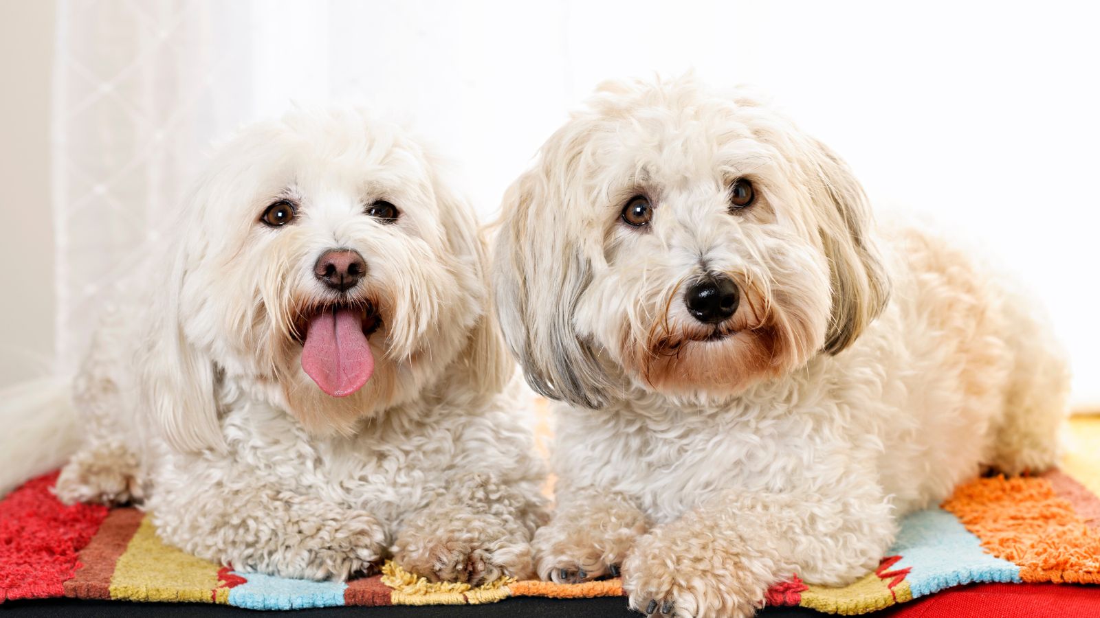perros pequeños blancos que no crecen