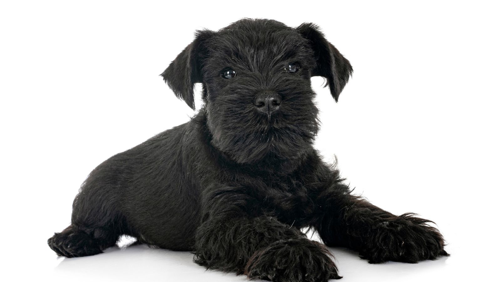 perros pequeños que no sueltan pelo