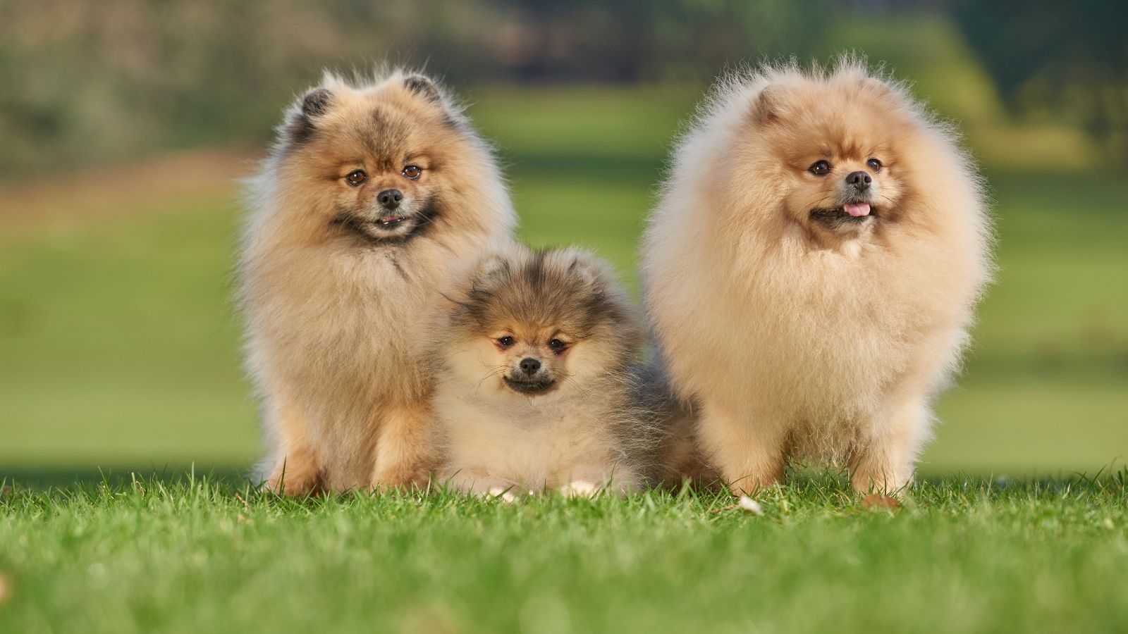 pomerania inteligente