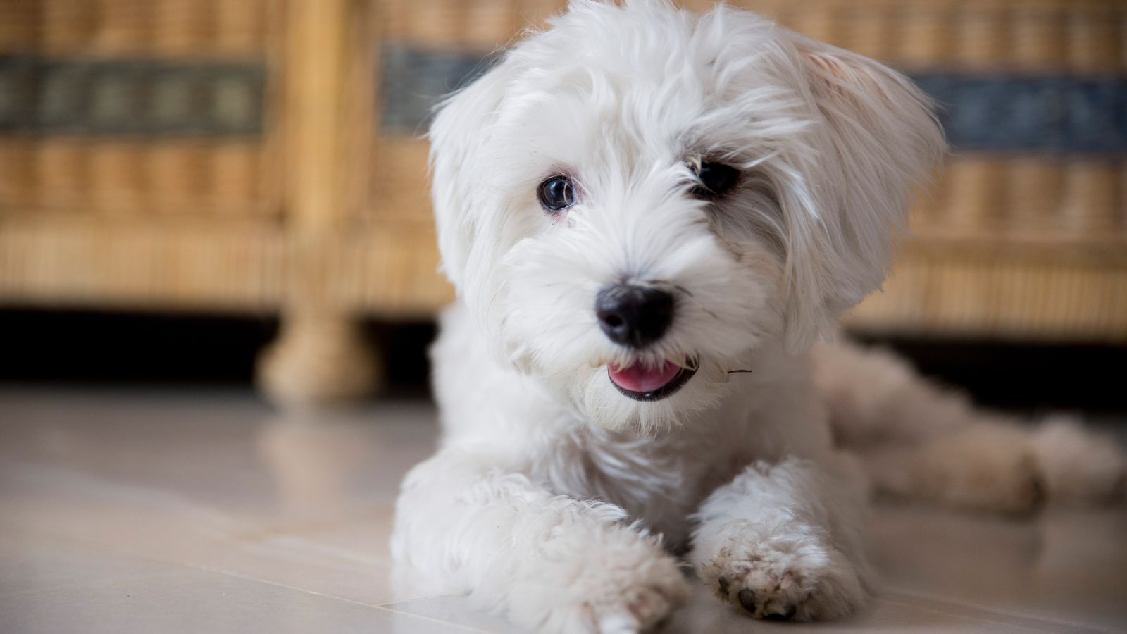 razas de perros perros que no dan alergia
