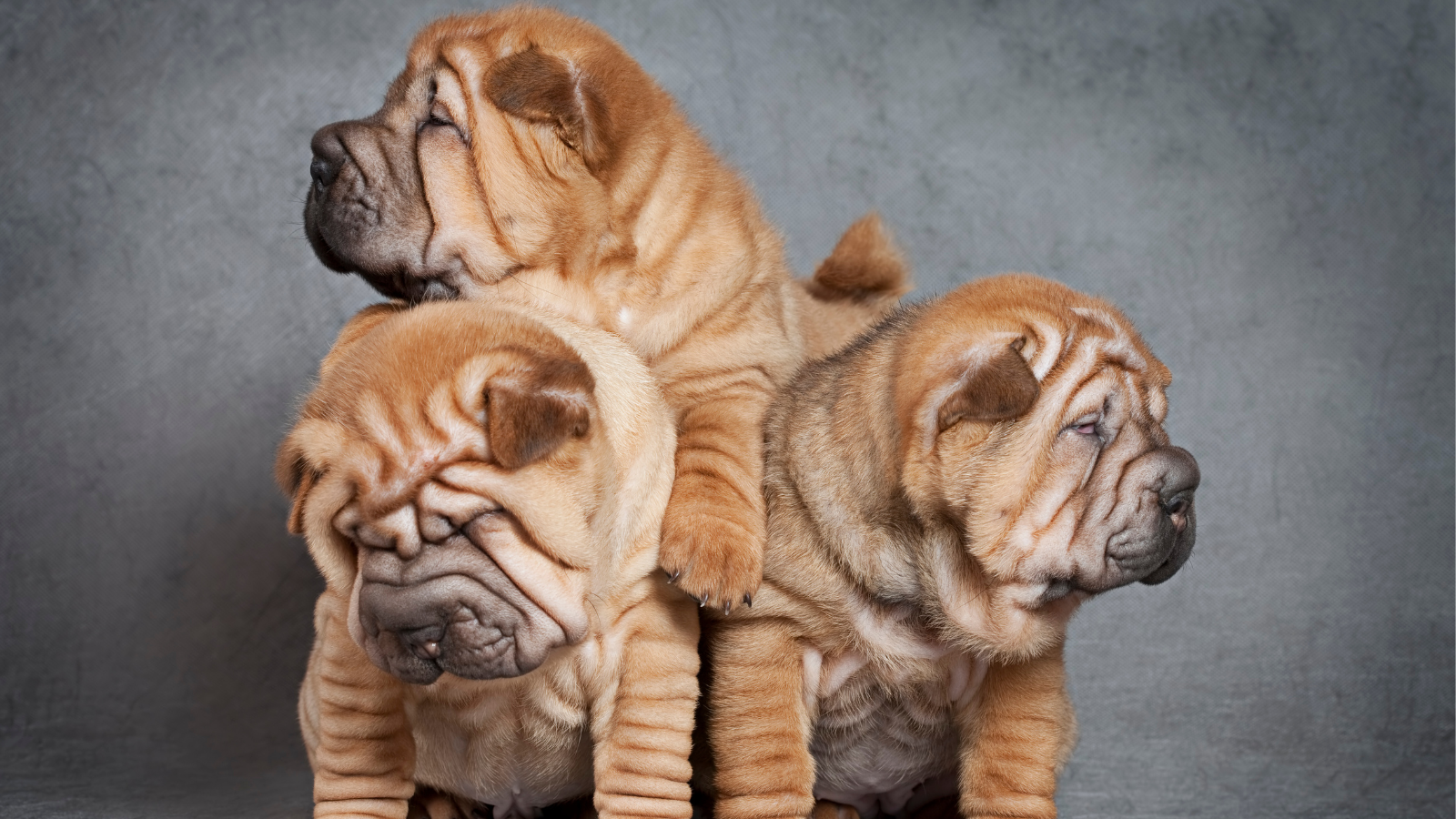 sharpei pelo corto