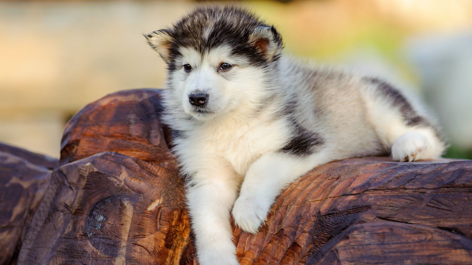 Alaska Malamute
