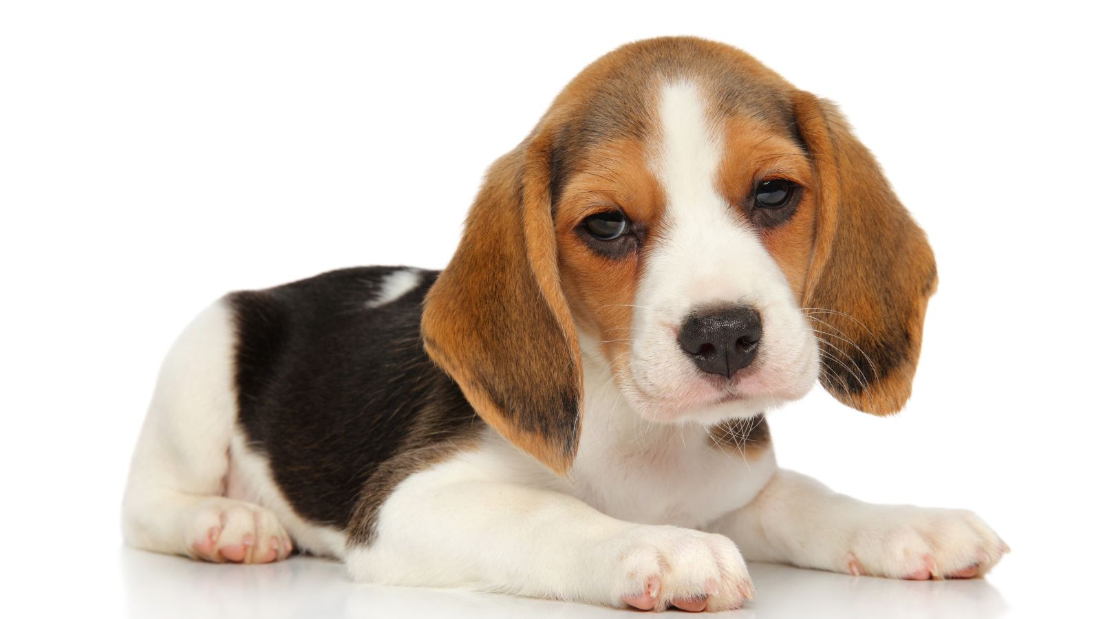 Beagle