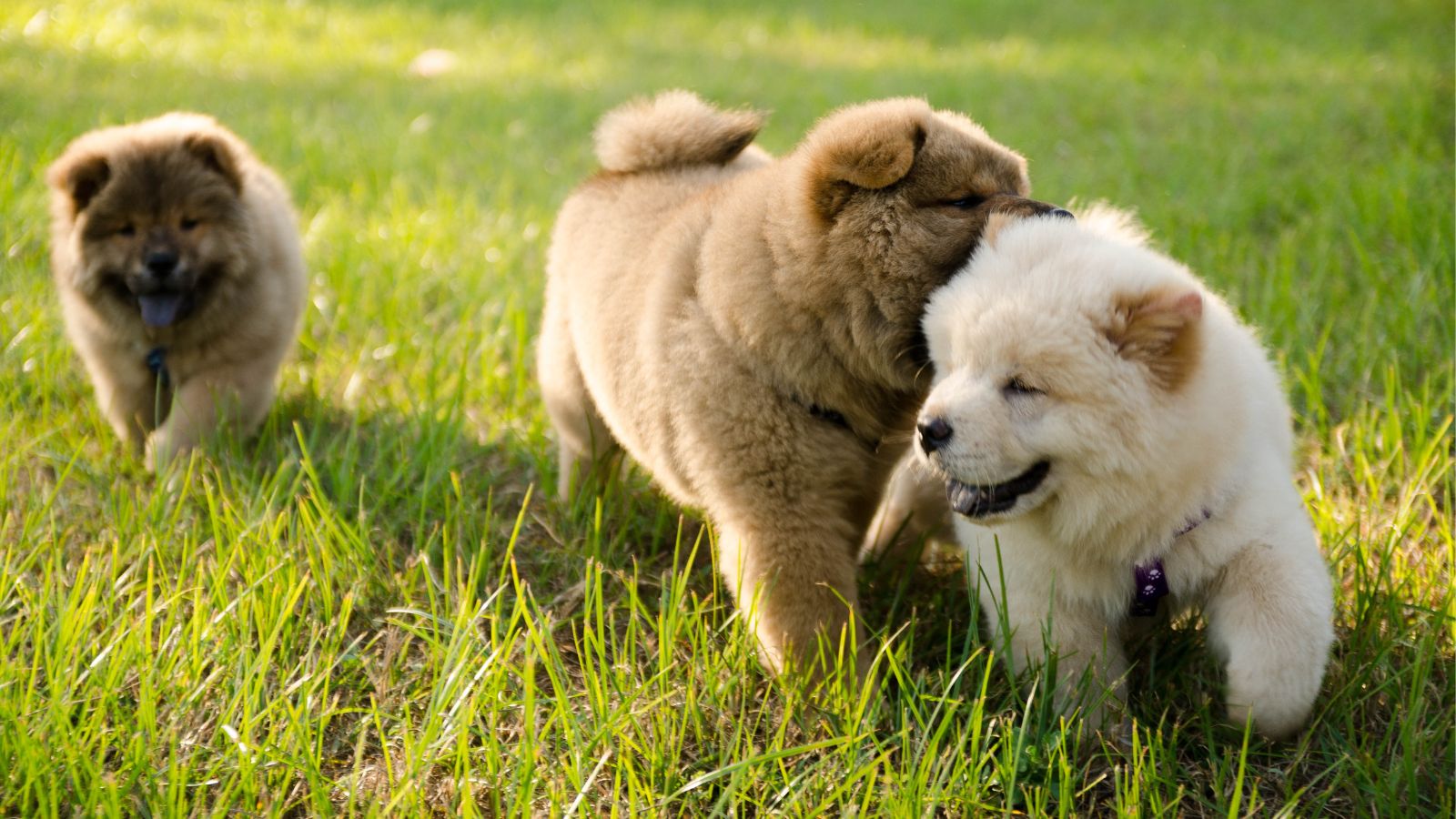 Chow Chow