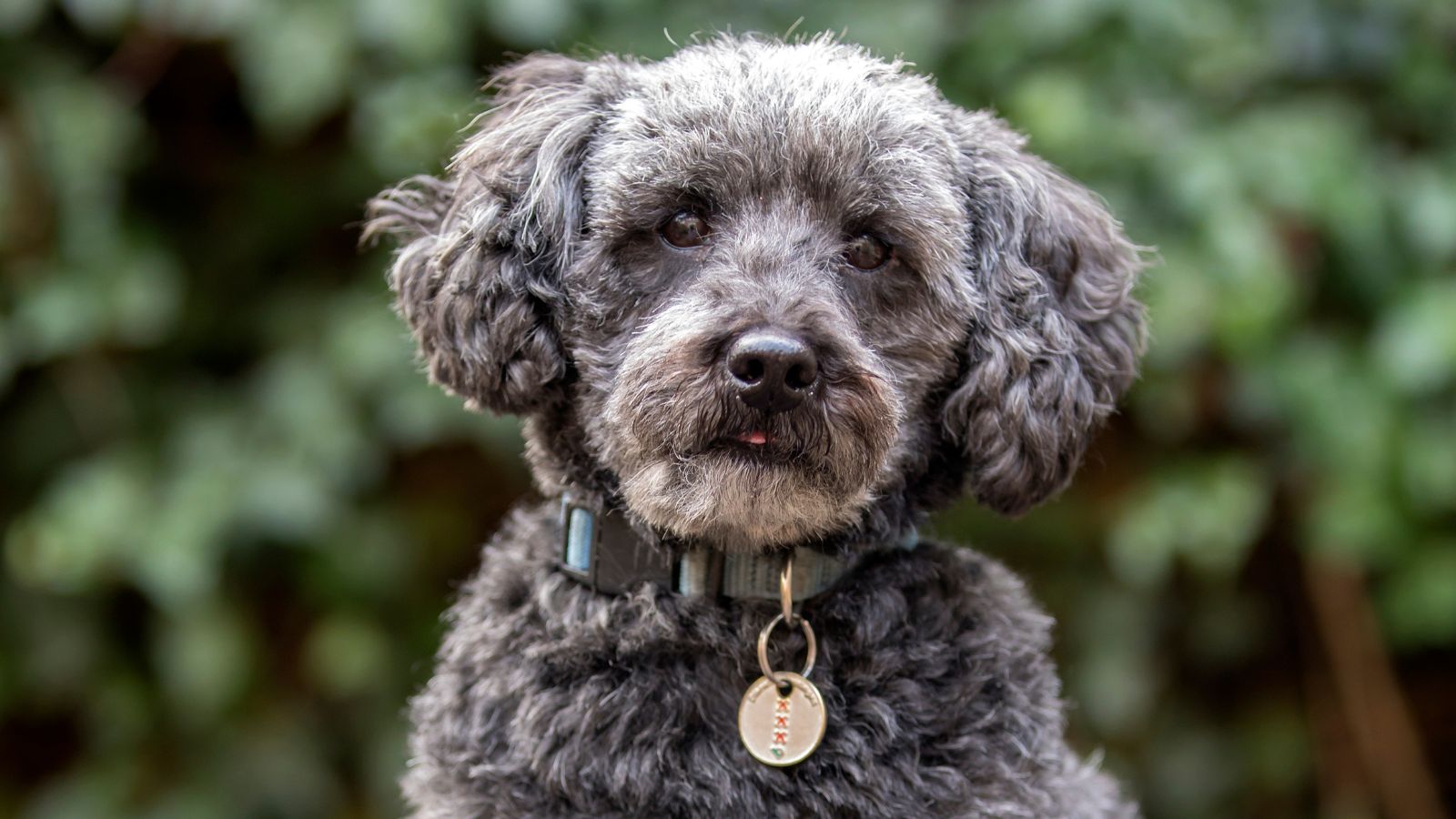Cuál es la raza de perro más cariñosa