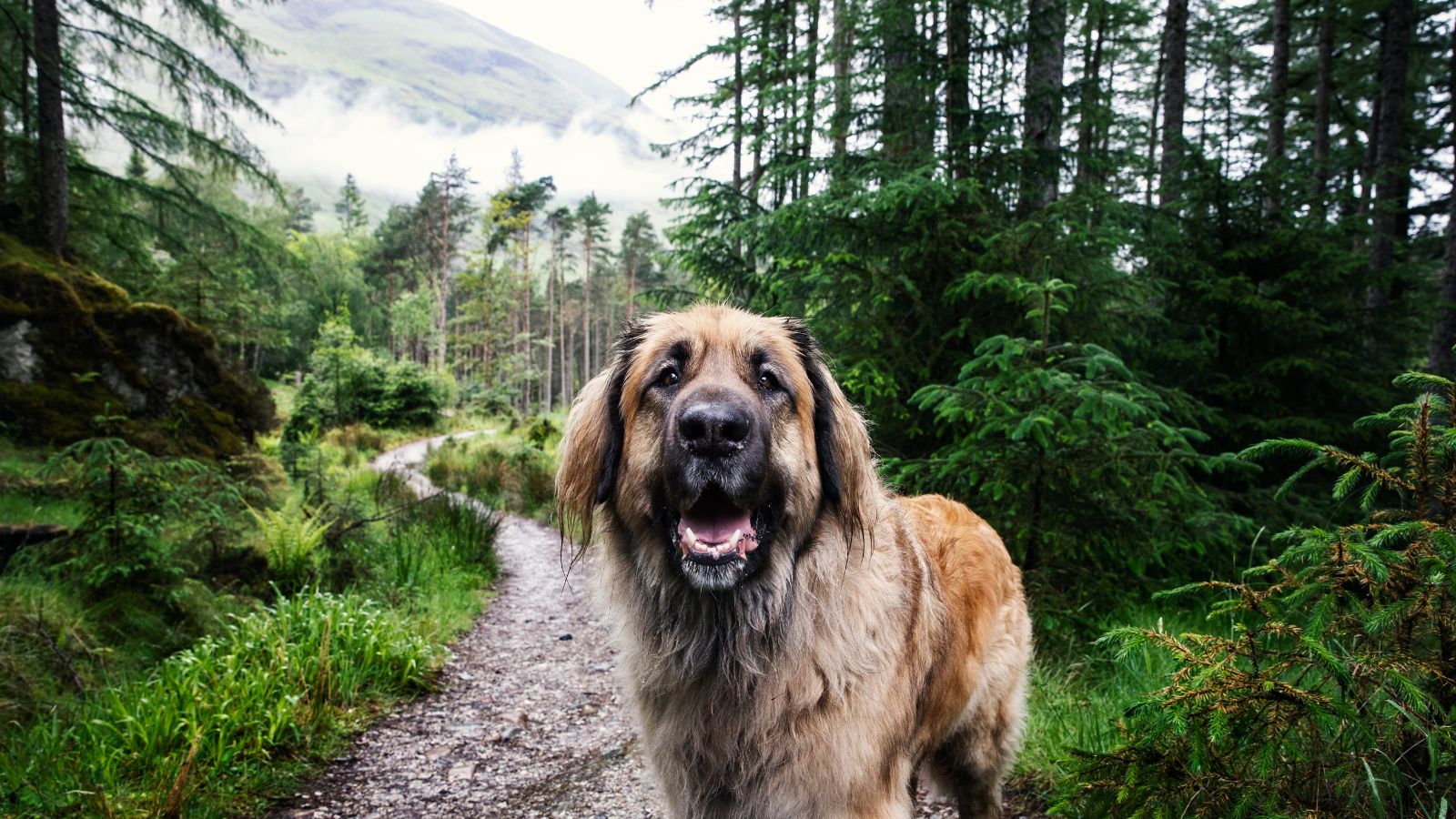 Leonberger