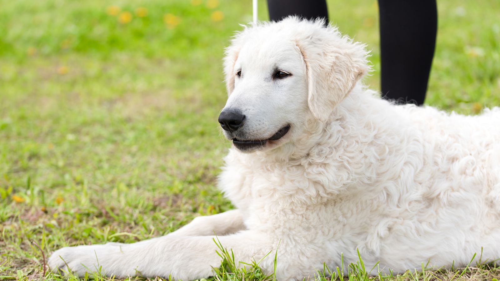 Perro de Montaña de los Pirineos y Kuvasz Húngaro