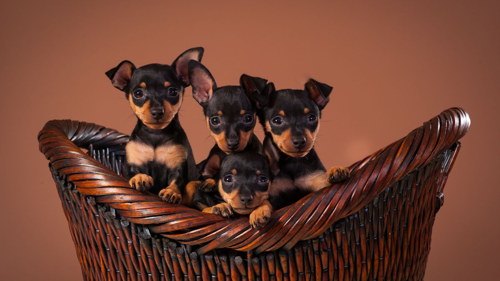 Pinscher miniatura
