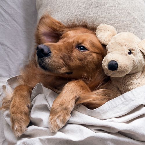 bebes golden retriever bebes golden retriever
