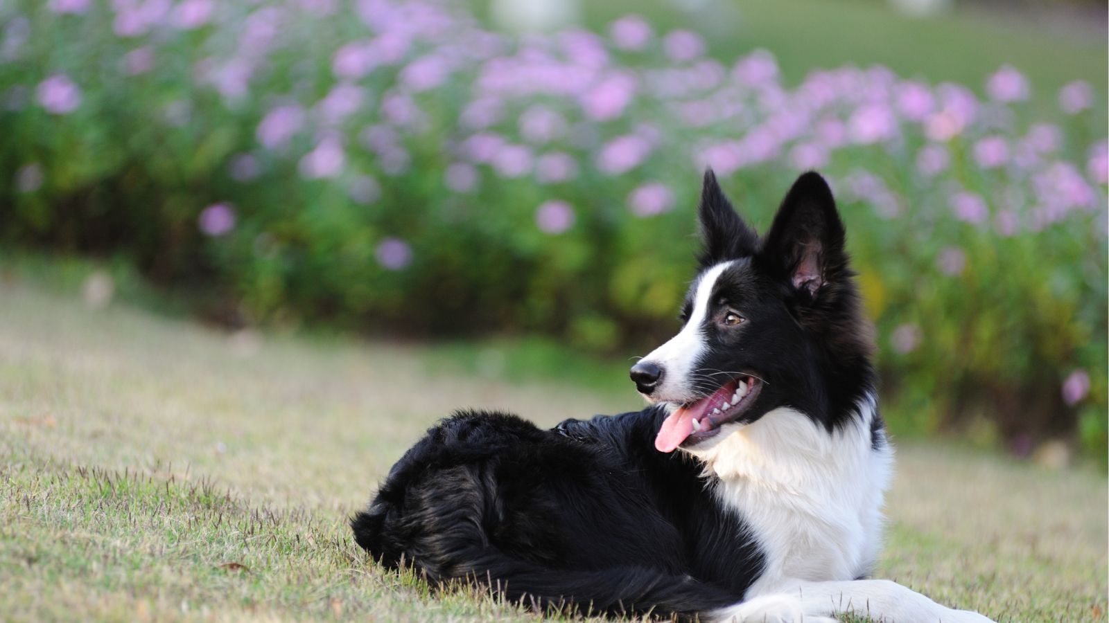 border collie
